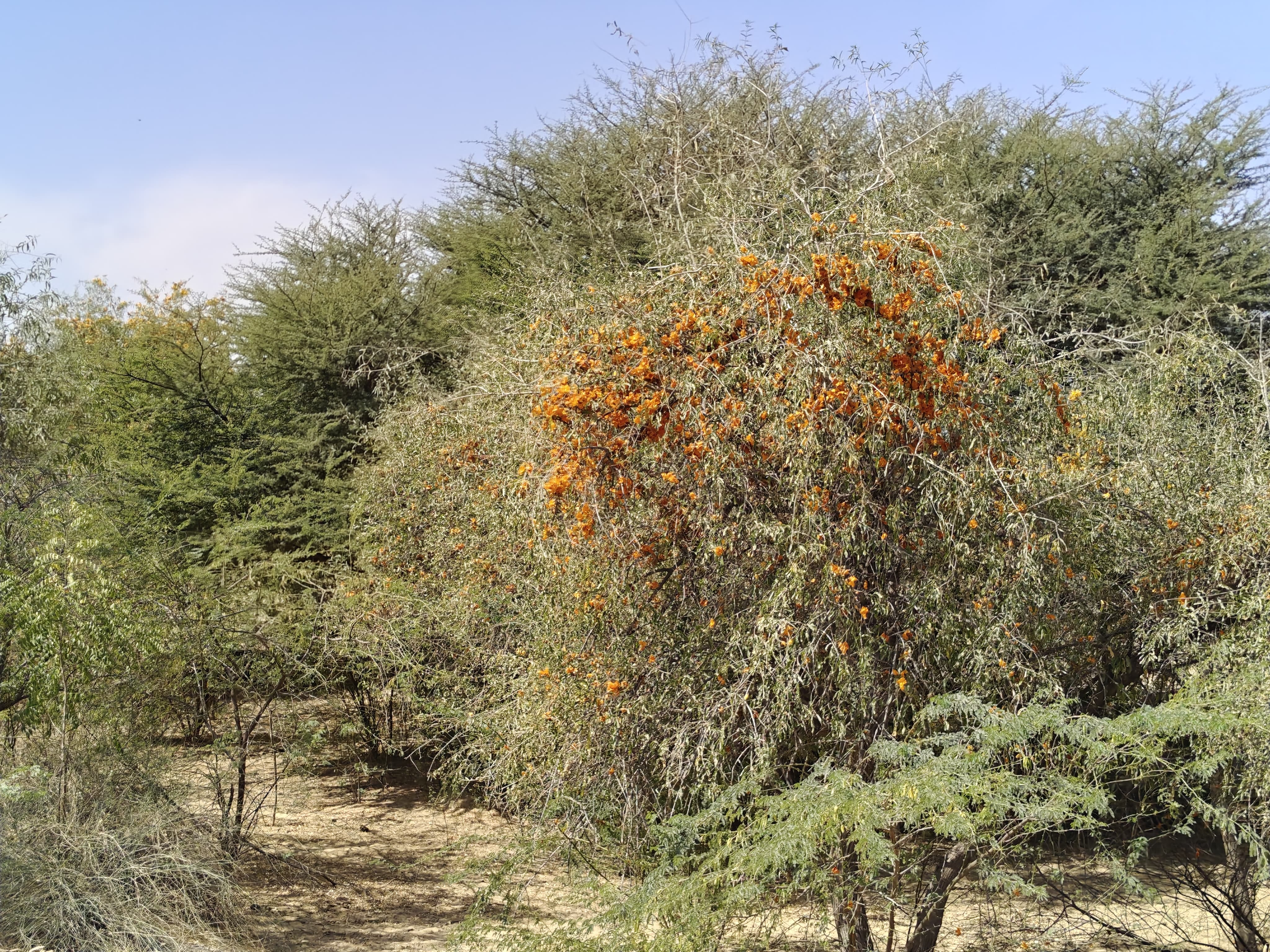 Compensatory Afforestation